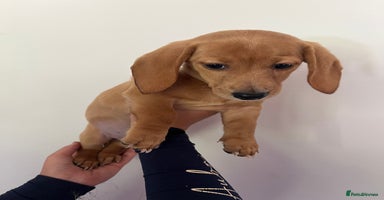 Miniature Dachshund dogs - Advert 1