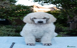Standard Poodle dogs for sale: It has to be ALL WHITE Standard Poodle Puppies - Image 40