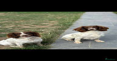 English Springer Spaniel dogs in High Wycombe - Advert 14