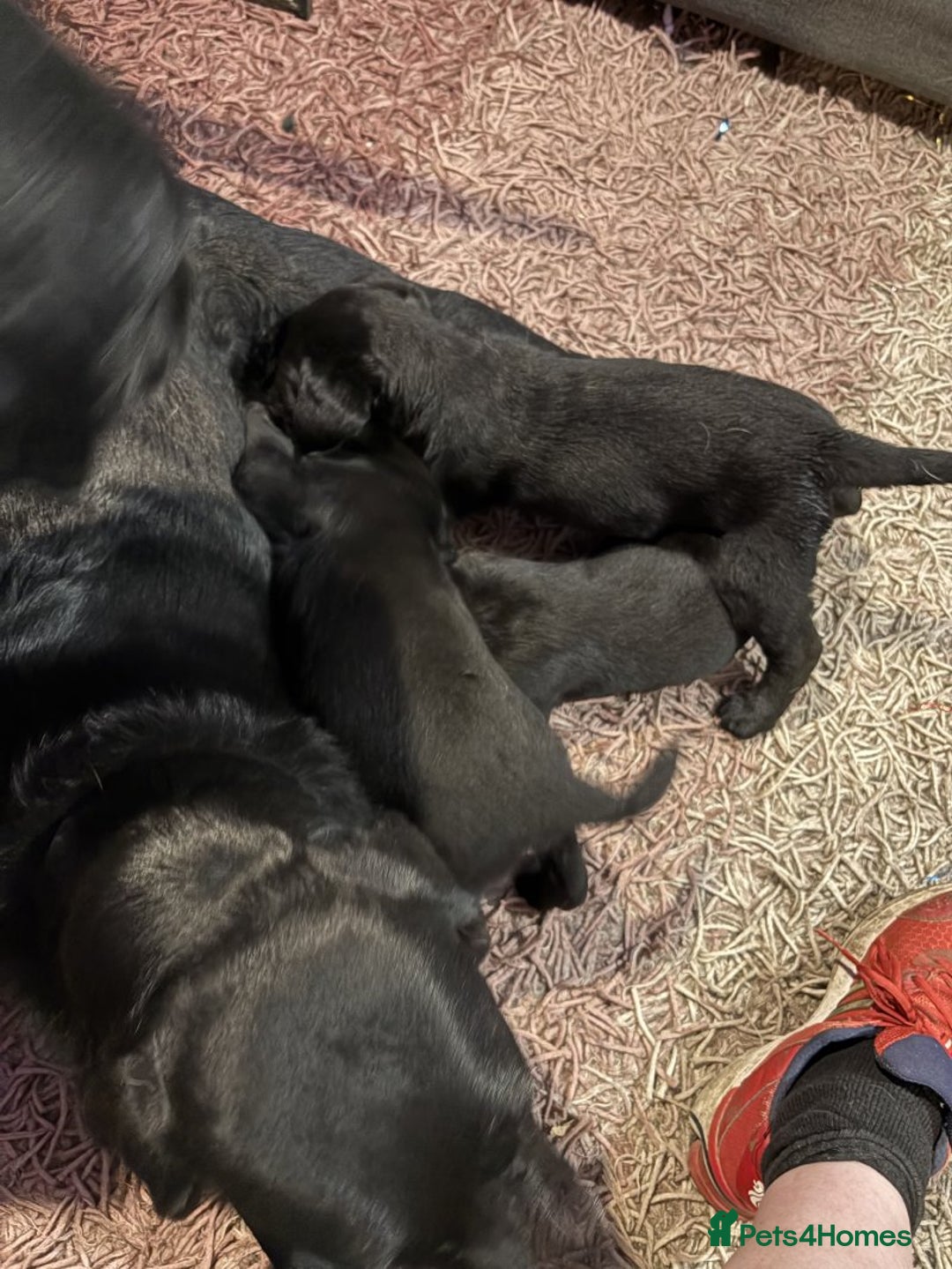 Labrador Retriever dogs for sale: hansome loving labrador retriever boy - Advert 3