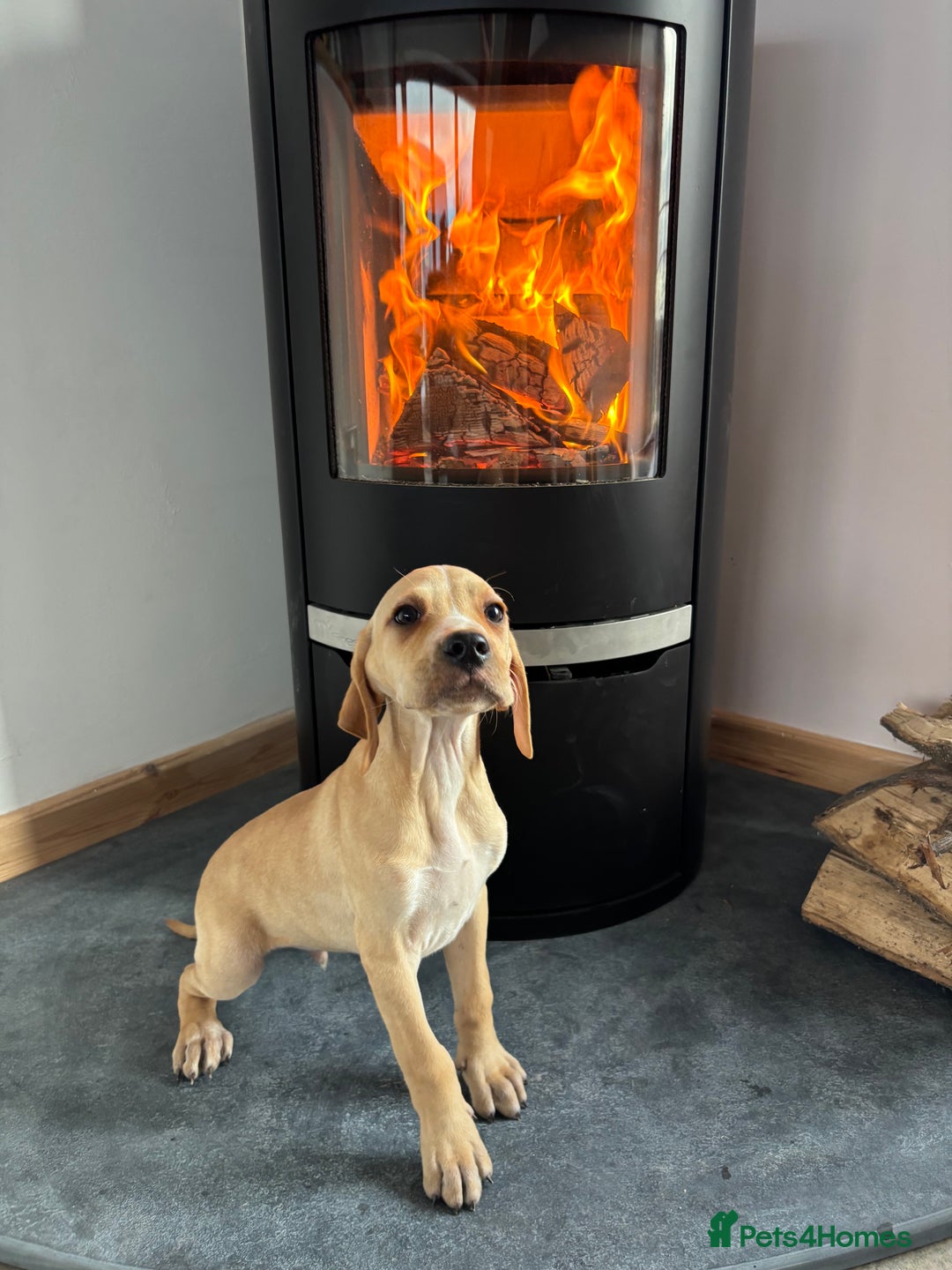 Pointer dogs for sale: Beautiful Pointer Puppies  - Image 1