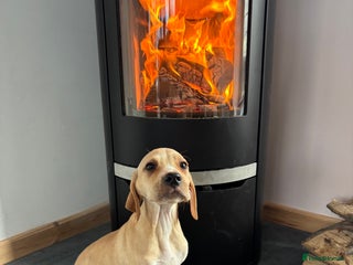 Pointer dogs - Advert 15