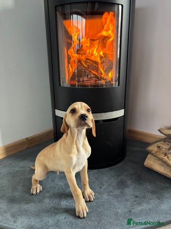 Pointer dogs - Advert 1