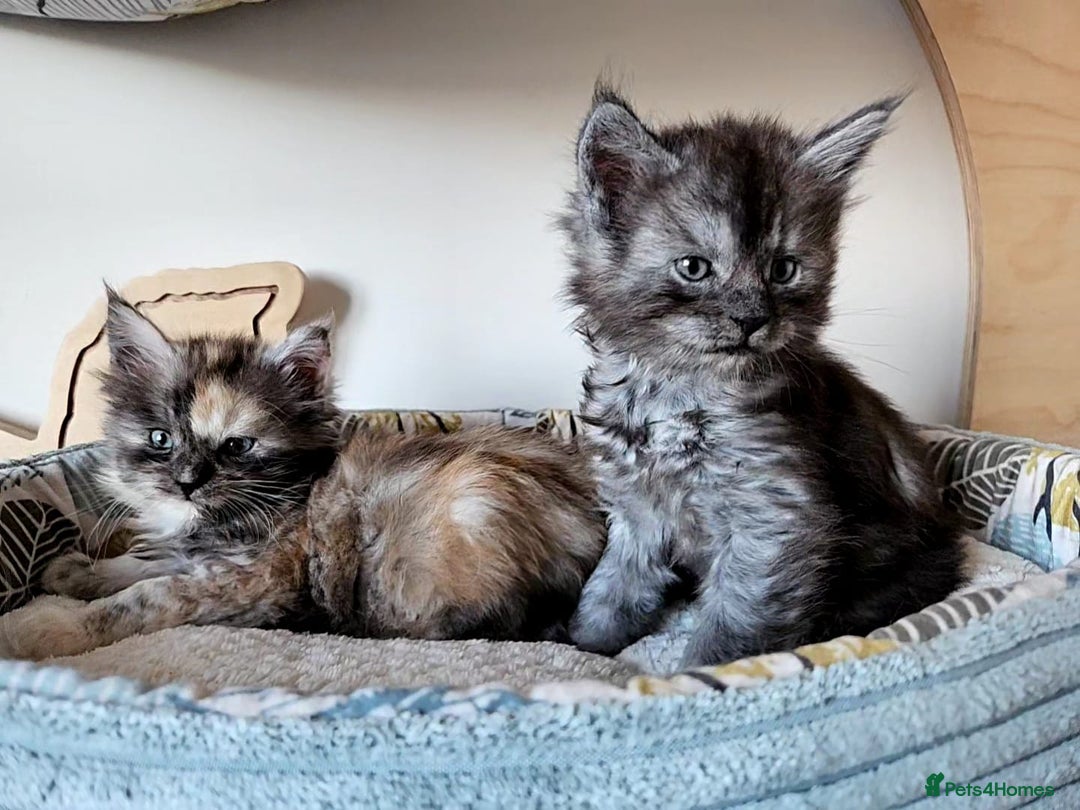 Maine Coon cats for sale: Maine coon kittens  - Advert 6