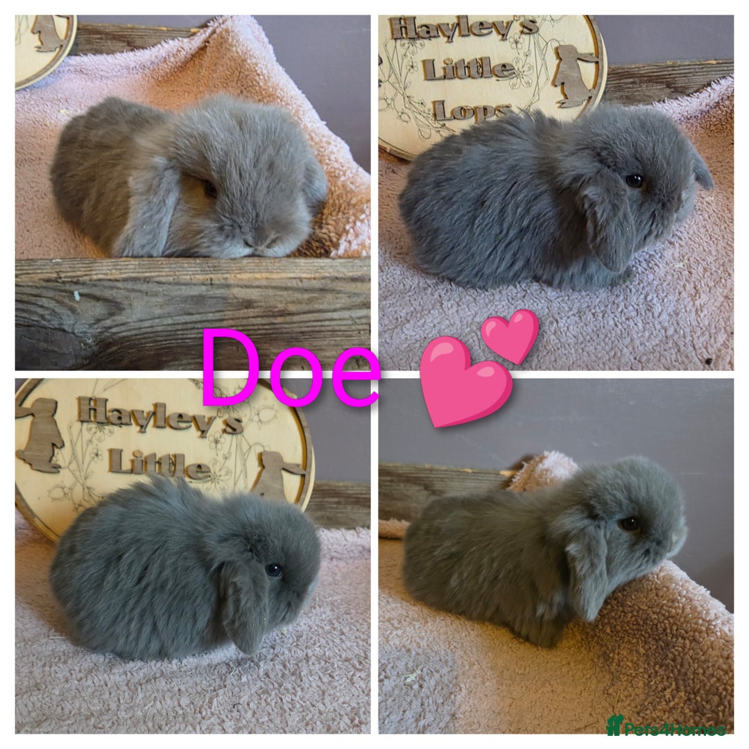 Mini Lop rabbits for sale: Gorgeous pure breed mini lops  - Advert 8