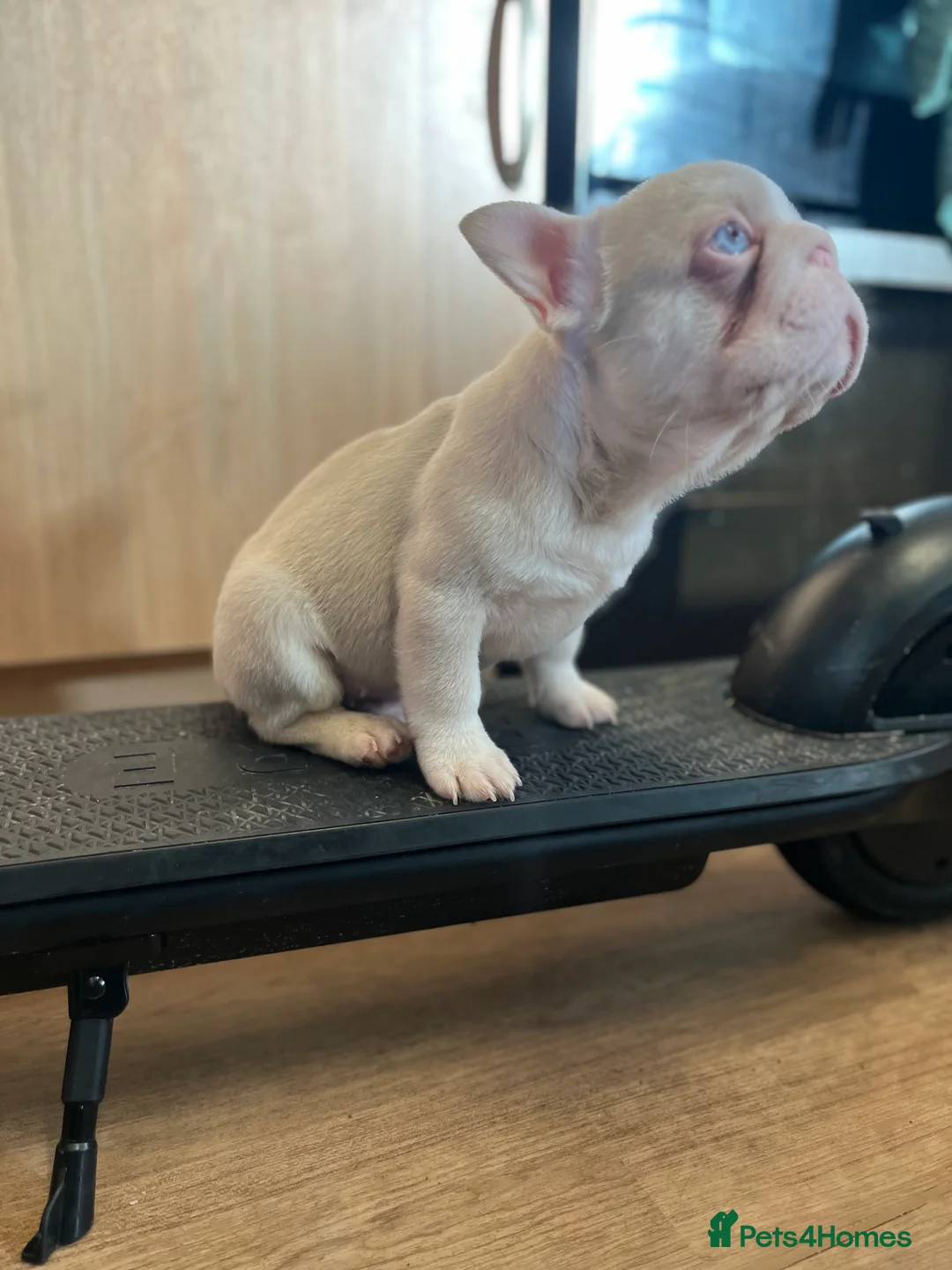 French Bulldog dogs for sale: French bulldog full pink, blue tan pink carrier  - Advert 21