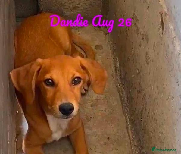 Mixed Breed dogs Dandie, 4 months approx. Available for adoption. - Advert 14