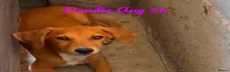 Mixed Breed dogs for adoption: Dandie, 4 months approx. Reserved/Adopted stc. - Advert 1