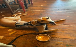 Mixed Breed dogs for sale: Beautiful saluki x greyhound for adoption - Image 5