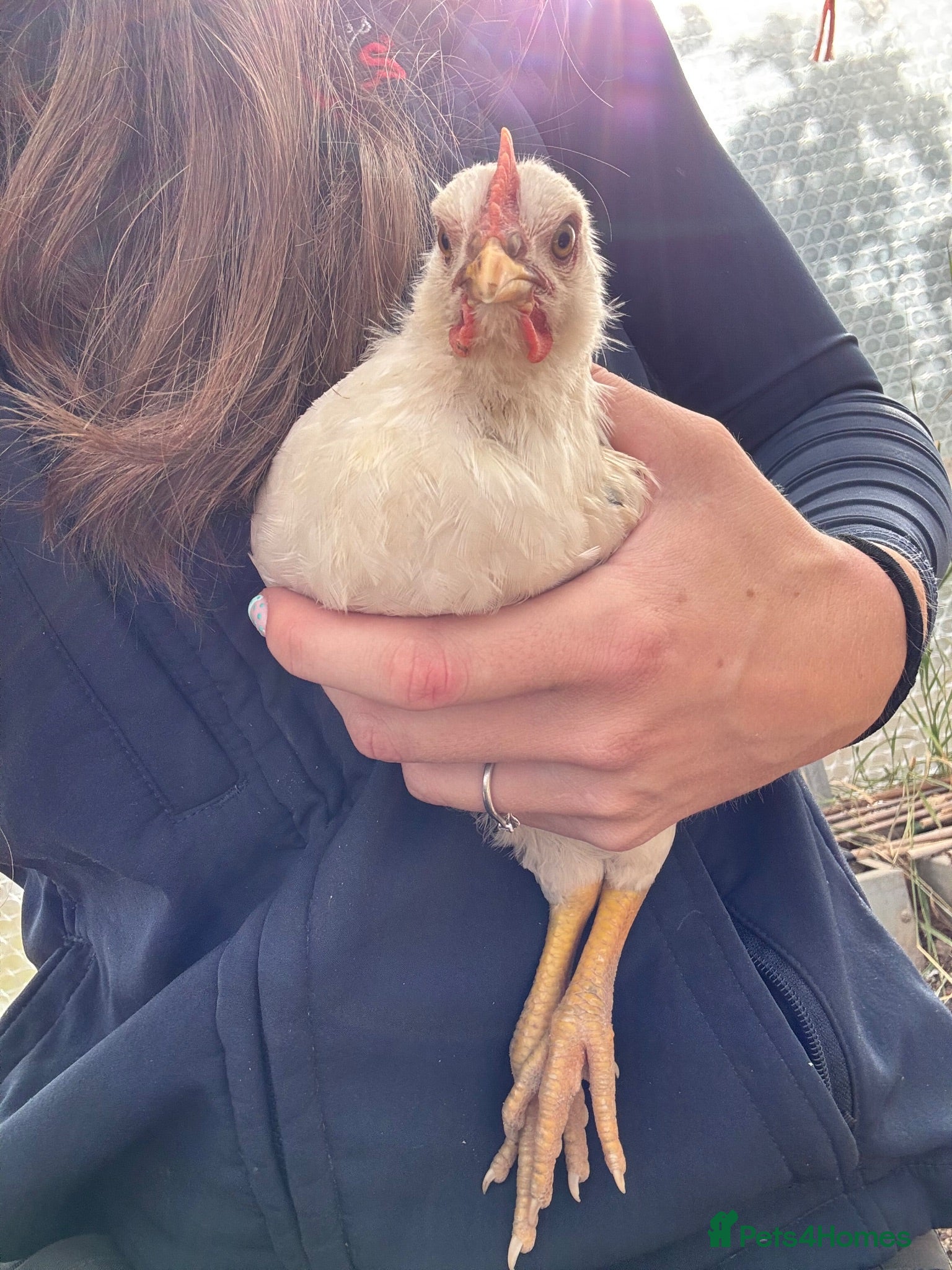 Chickens poultry Baby Red Splash Cockerel  - Advert 4