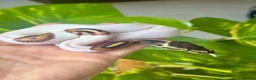 Python Snake reptiles for sale: Pastel / Pinstripe Pied - Advert 4