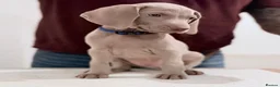 Weimaraner dogs for sale: Gorgeous silver Weimaraner puppies READY SOON !! - Advert 8