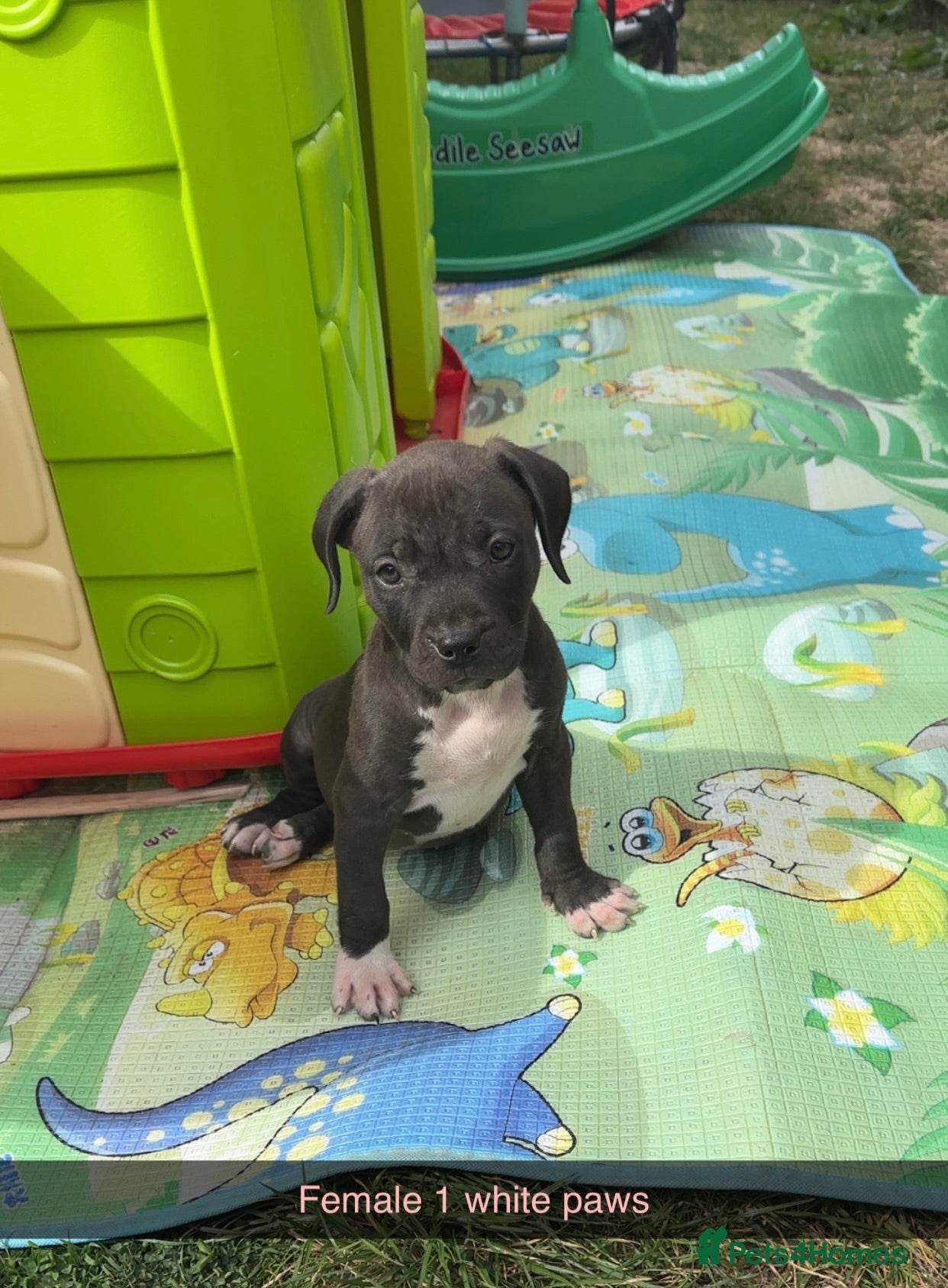 Staffordshire Bull Terrier dogs Gorgeous Staffordshire bullterrier pups - Advert 16