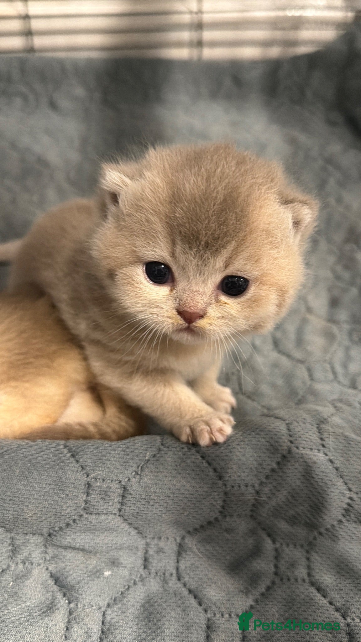British Shorthair cats British shorthair  - Advert 1
