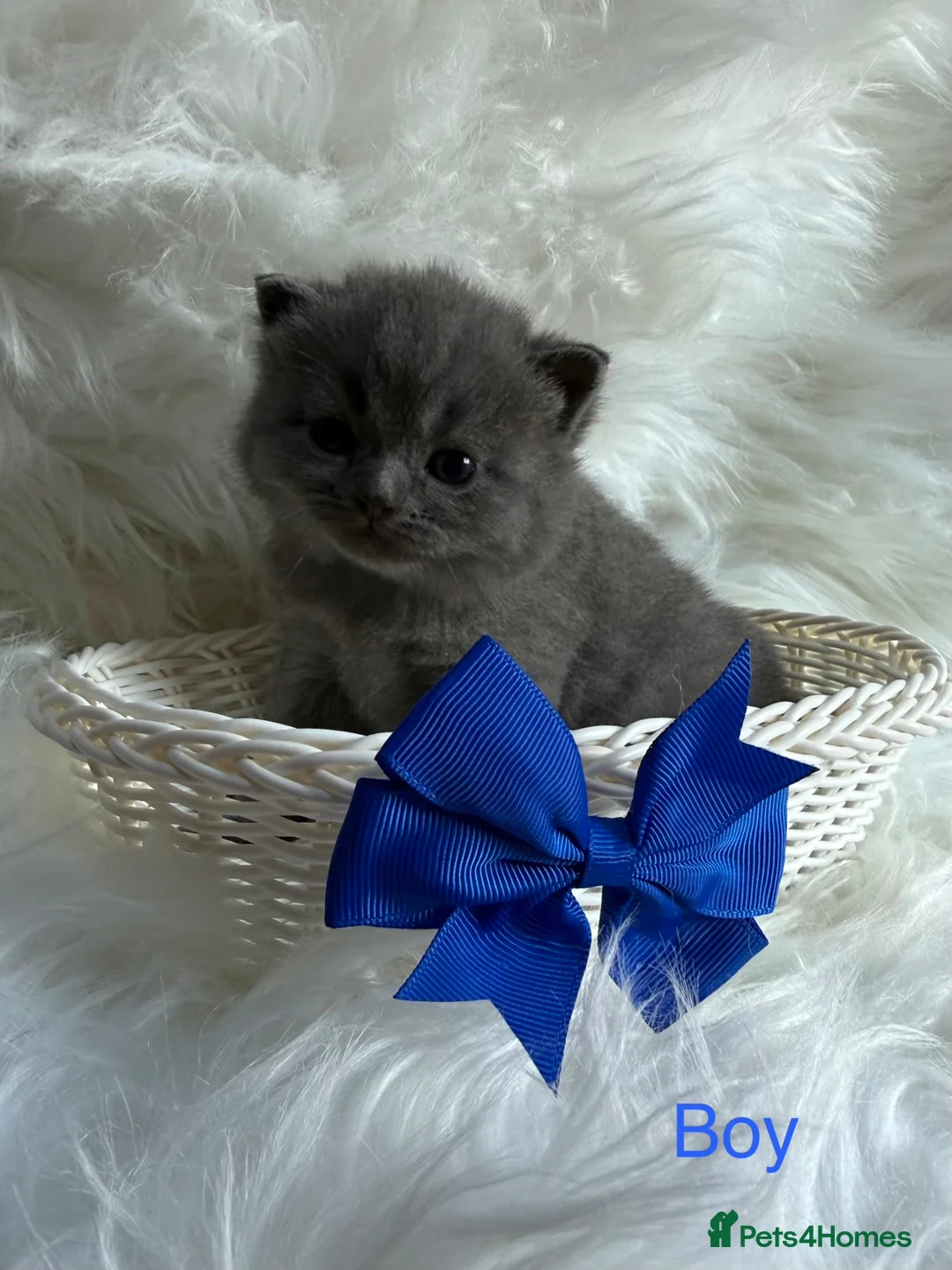 British Shorthair cats for sale: British shorthair kittens available  in Liverpool - Advert 2