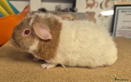 Guinea Pig rodents for sale: Baby male teddy guinea pigs - Image 2