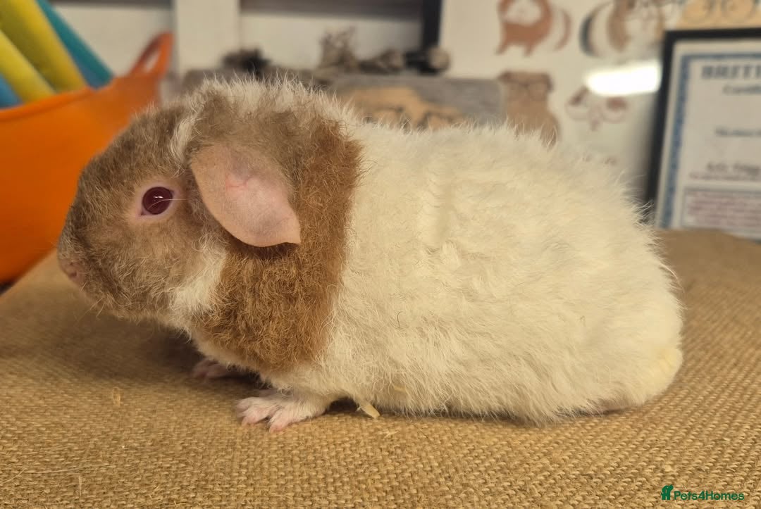 Guinea Pig rodents for sale: Baby male teddy guinea pigs - Image 2