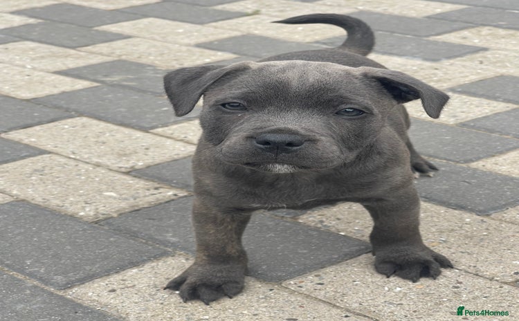 Staffordshire Bull Terrier dogs - Advert 5