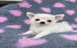 Pomchi dogs for sale: Super TINY white chihuahua x Korean Pom READY NOW - Image 11