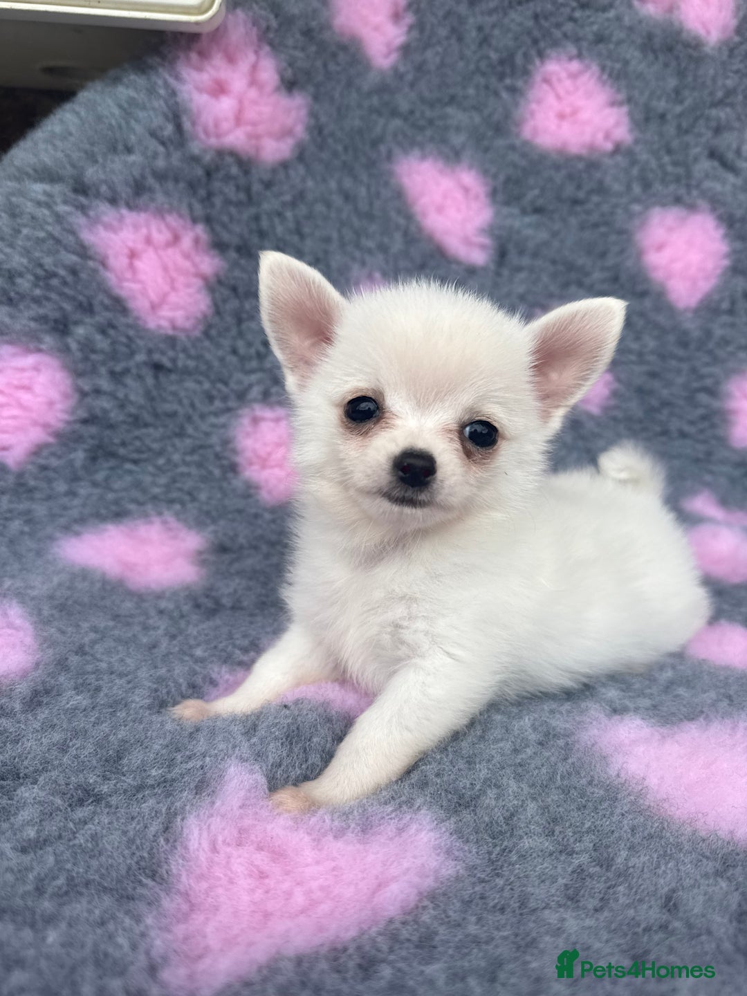 Pomchi dogs for sale: Super TINY white chihuahua x Korean Pom READY NOW - Image 11
