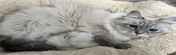 Siberian cats for sale: 🩷🩷GCCF Siberian Neva Masquerade Kittens🩷🩷 - Advert 4