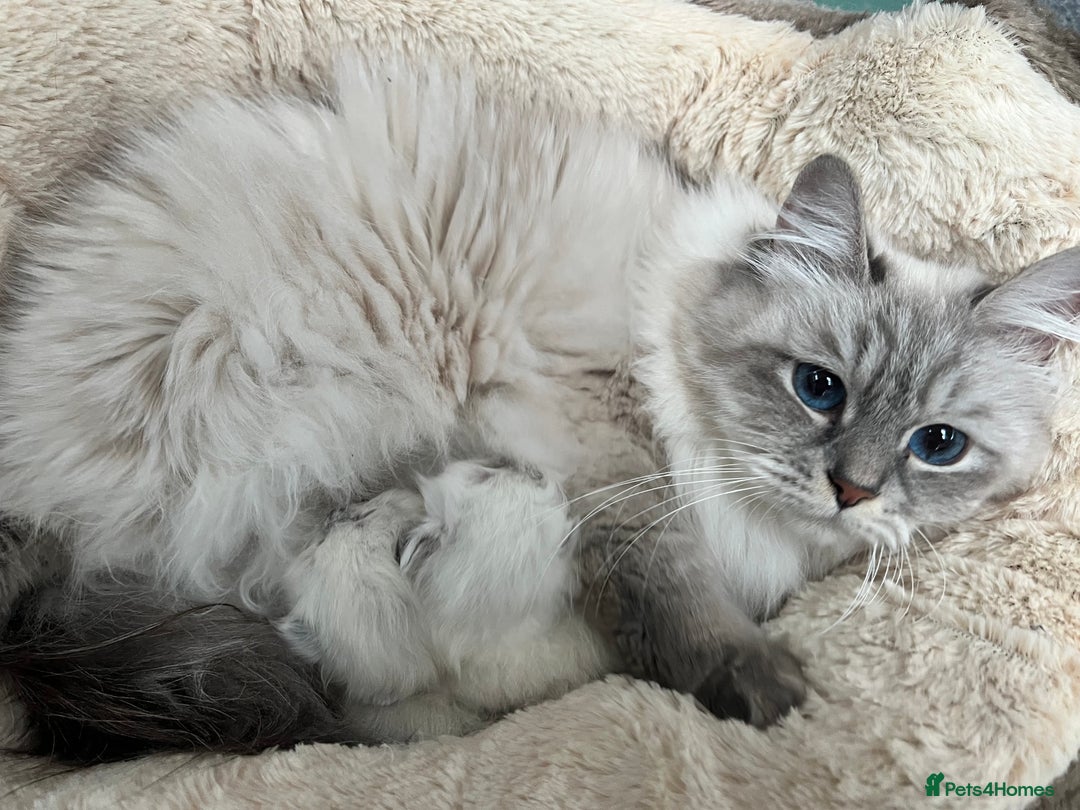 Siberian cats for sale: 🩷🩷GCCF Siberian Neva Masquerade Kittens🩷🩷 - Advert 4