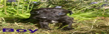 Mixed Breed Puppy 3