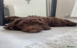 Cockapoo dogs for stud: F2 cockapoo Hugo for stud - Image 9
