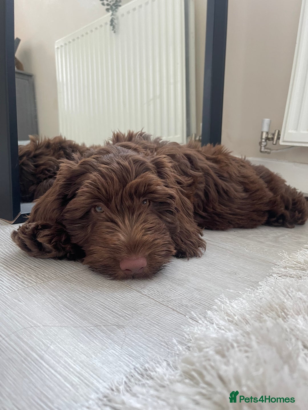 Cockapoo dogs for stud: F2 cockapoo Hugo for stud - Image 9