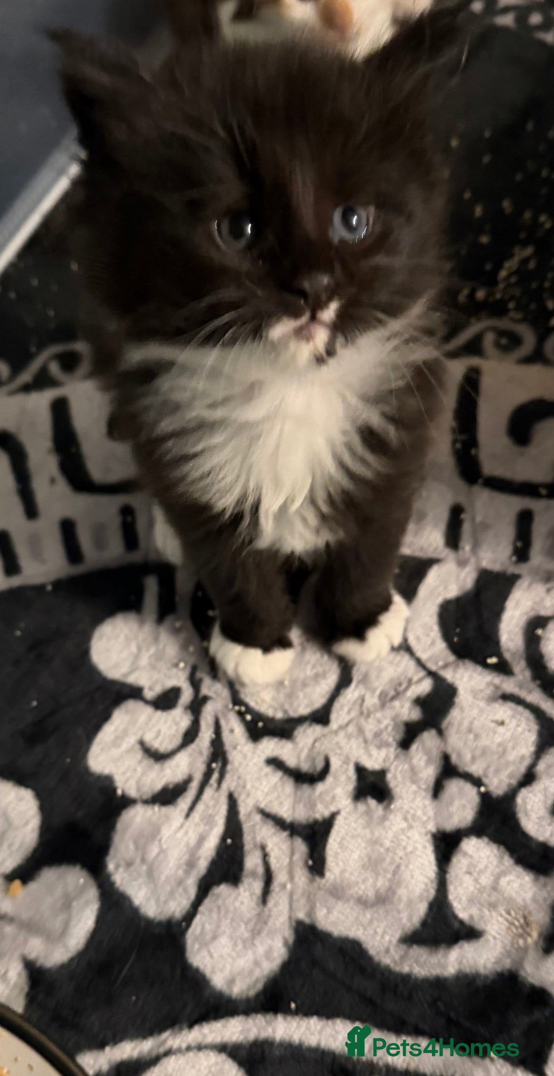 Maine Coon cats for sale: Mainecoon boy xx large  - Advert 19