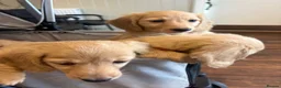 Miniature Dachshund dogs for sale: Pure cream long haired mini dachshunds - Advert 12