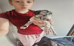 Great Dane dogs for sale: Great dane puppies  - Image 32