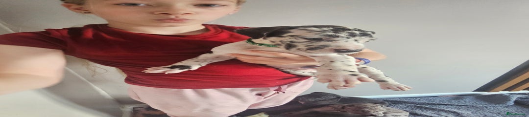 Dark green boy- harlequin 