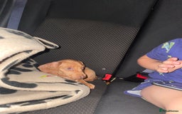 Miniature Dachshund dogs for sale: miniature dachshund  - Image 4