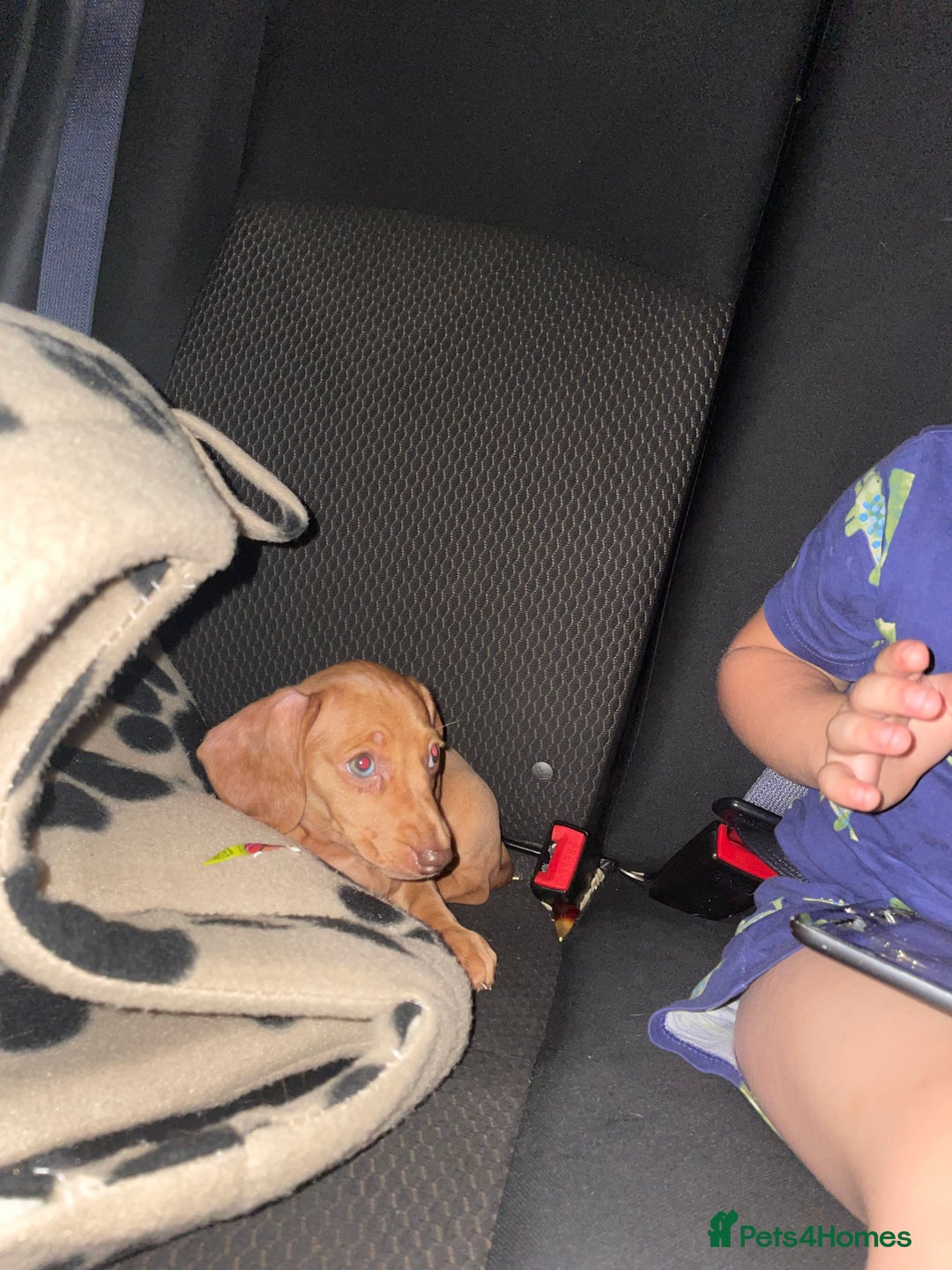 Miniature Dachshund dogs for sale: miniature dachshund  - Image 4