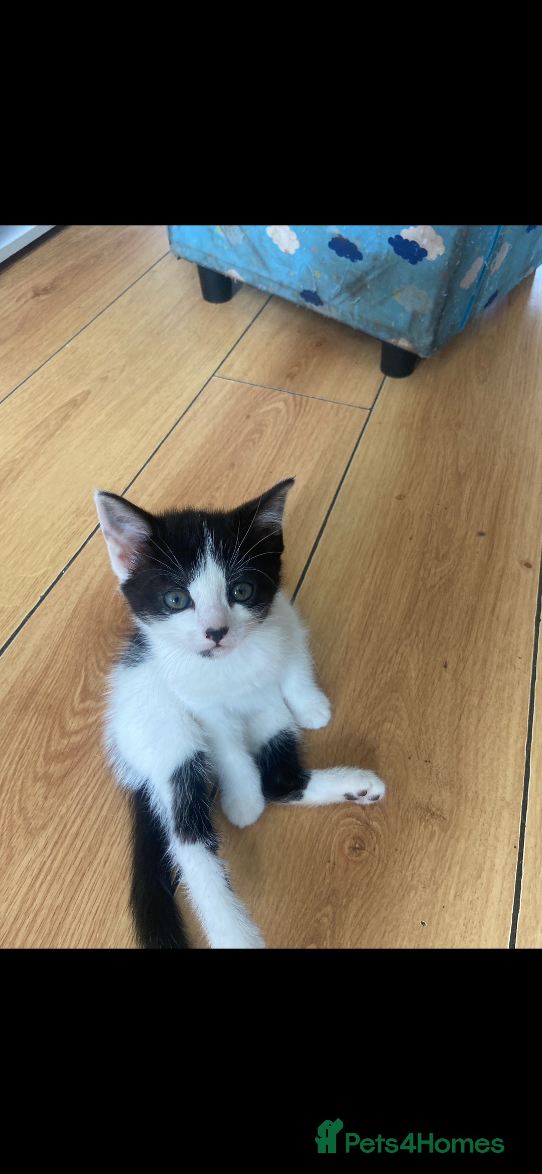 British Shorthair cats for sale: Kittens  - Image 9