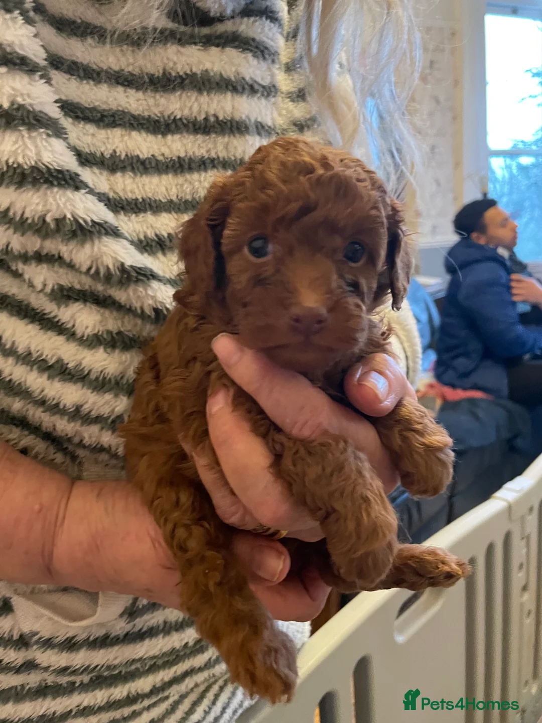 Toy Poodle dogs for sale: Fully Heath tested and checked Toy Poodle puppies - Advert 2