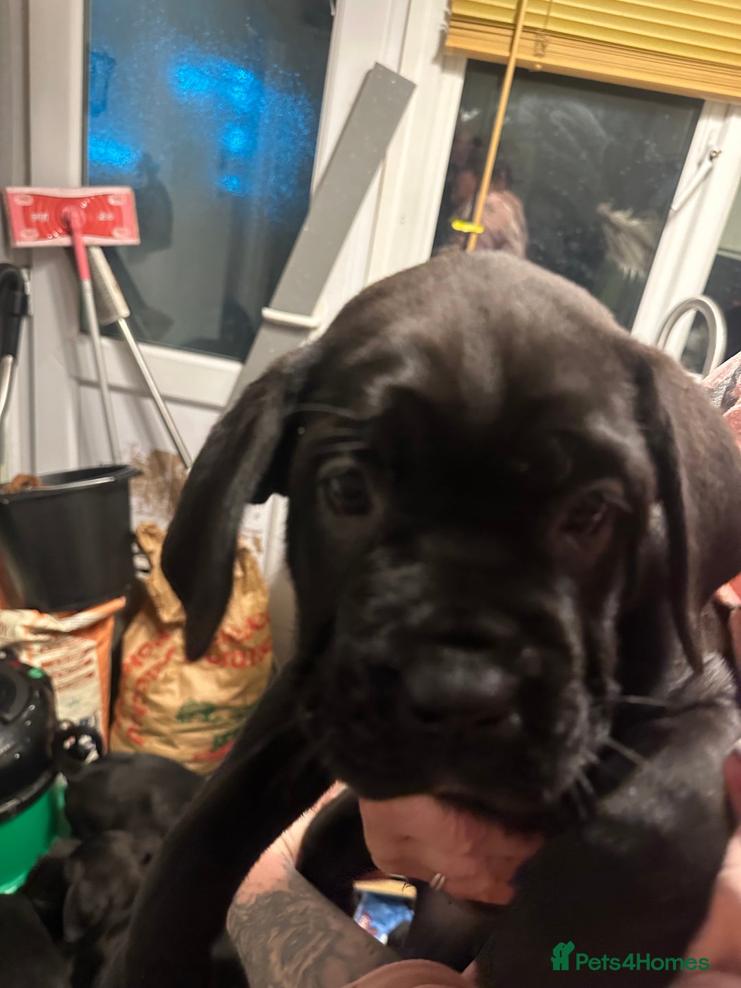 Cane Corso dogs for sale: Mr A Hendy - Advert 4