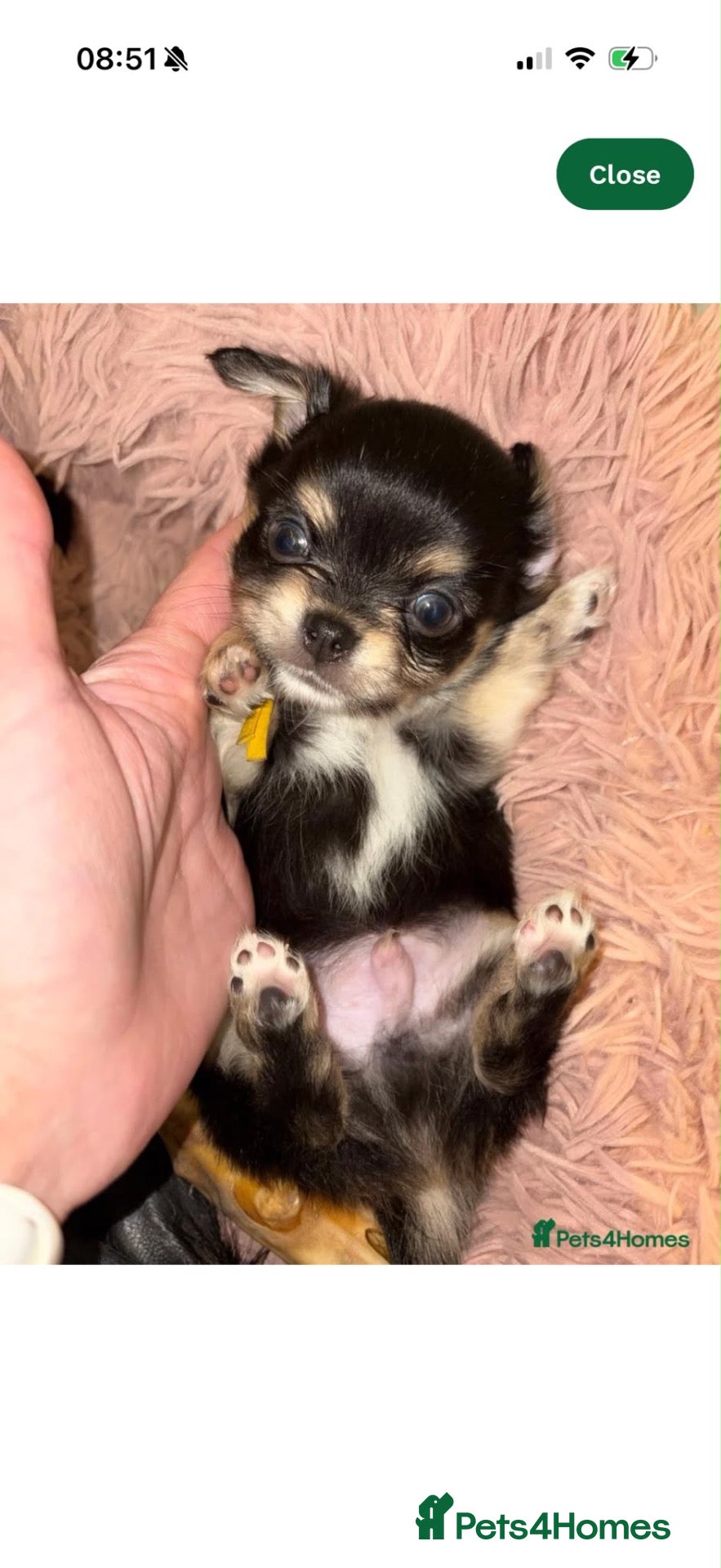 Chihuahua dogs 1 TINY KC REG boy ready to go to new home now - Advert 1