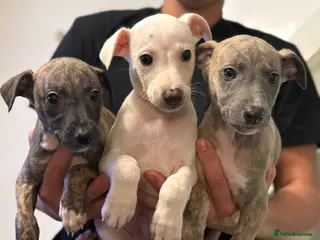 Whippet dogs Whippet pups - Advert 2