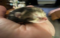 Domestic Shorthair cats for sale: Litter of 9 Beautiful Kittens - Image 4