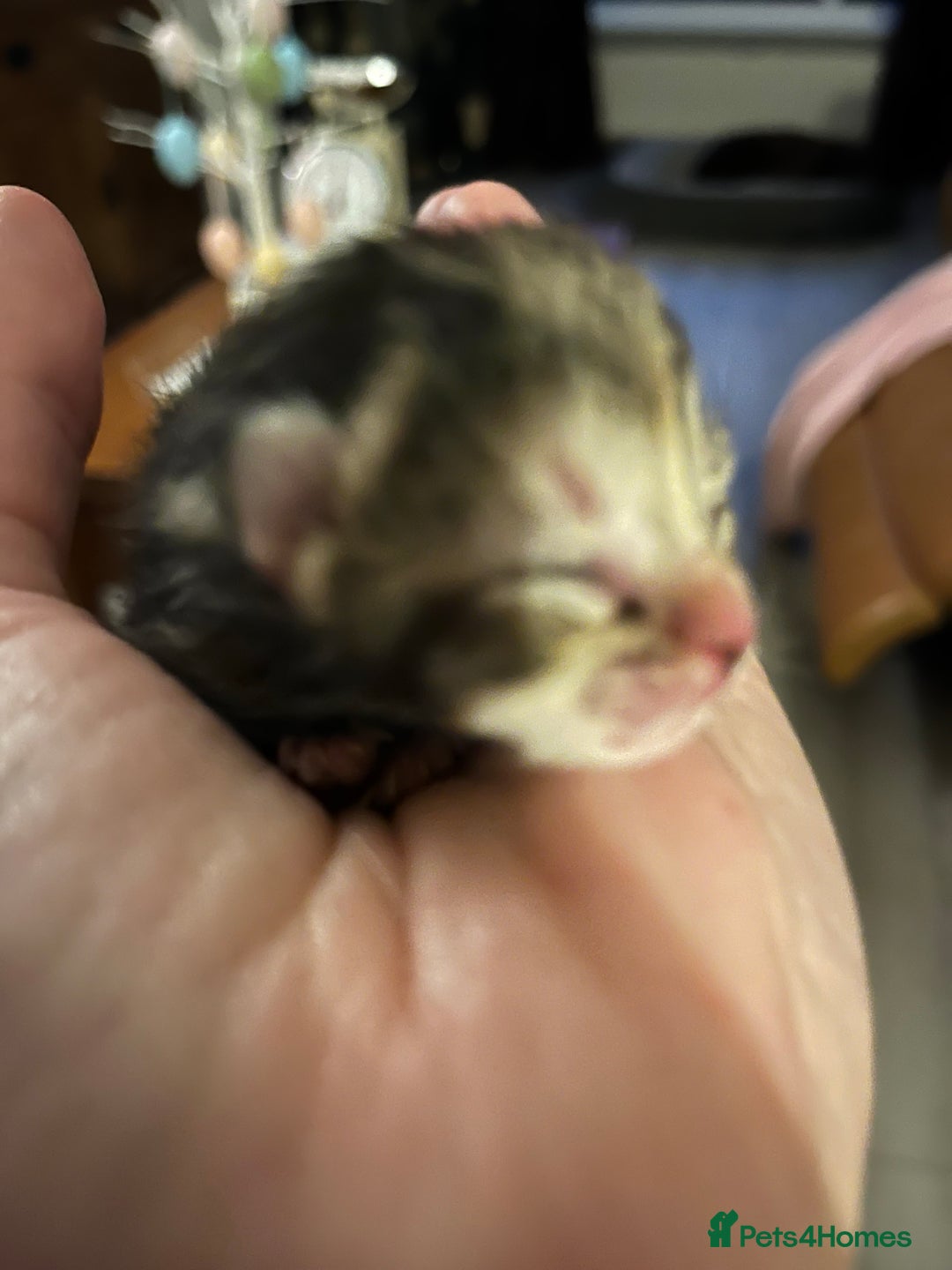Domestic Shorthair cats for sale: Litter of 9 Beautiful Kittens - Image 4