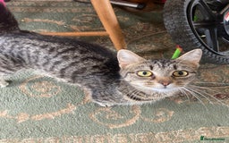 Maine Coon cats for sale: Maine coon x  - Image 15