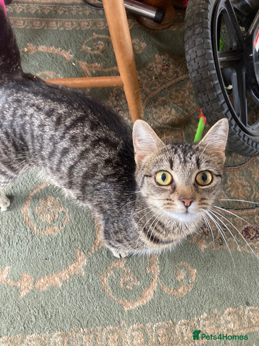Maine Coon cats for sale: Maine coon x  - Image 15