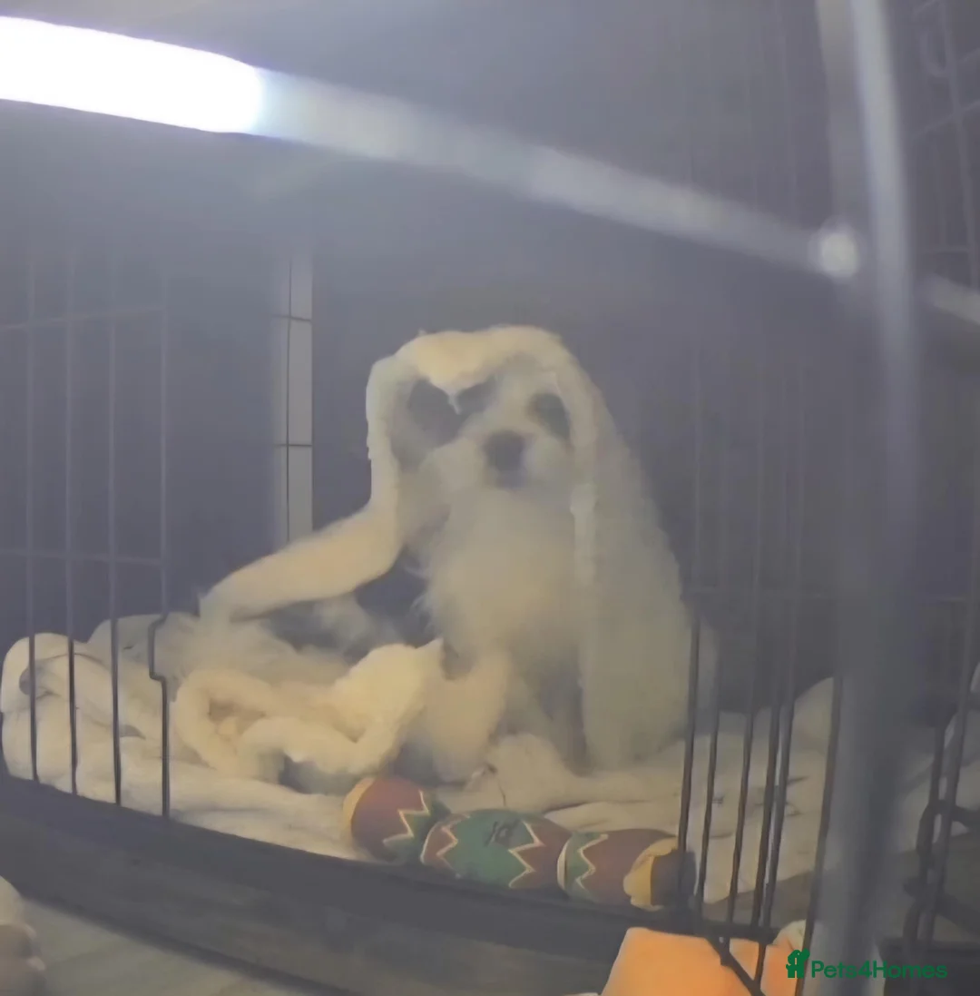 Maltese dogs for sale: Maltese cross, 3 boys and one girl in Bedworth - Advert 1