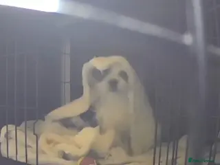 Maltese dogs Maltese cross, 3 boys and one girl - Advert 12