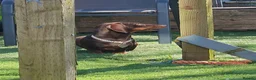 Miniature Dachshund dogs for sale: Sweet big brown female  - Advert 4