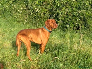 Hungarian Vizsla dogs in Llantwit Major - Advert 22