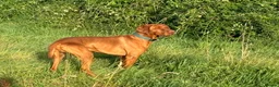 Hungarian Vizsla dogs for stud: Proven Hungarian championship blood line in Llantwit Major - Advert 1