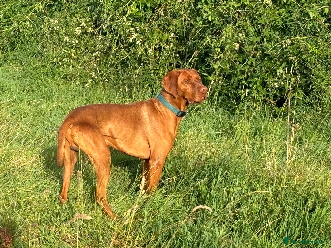 Hungarian Vizsla dogs for stud: Proven Hungarian championship blood line in Llantwit Major - Advert 1